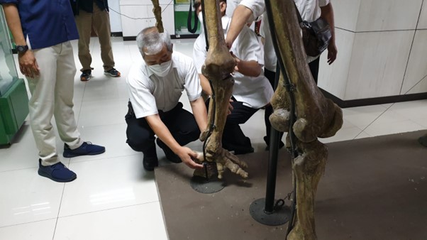 Peserta kunjungan, Pak Putre, mengobservasi bagian kaki fosil